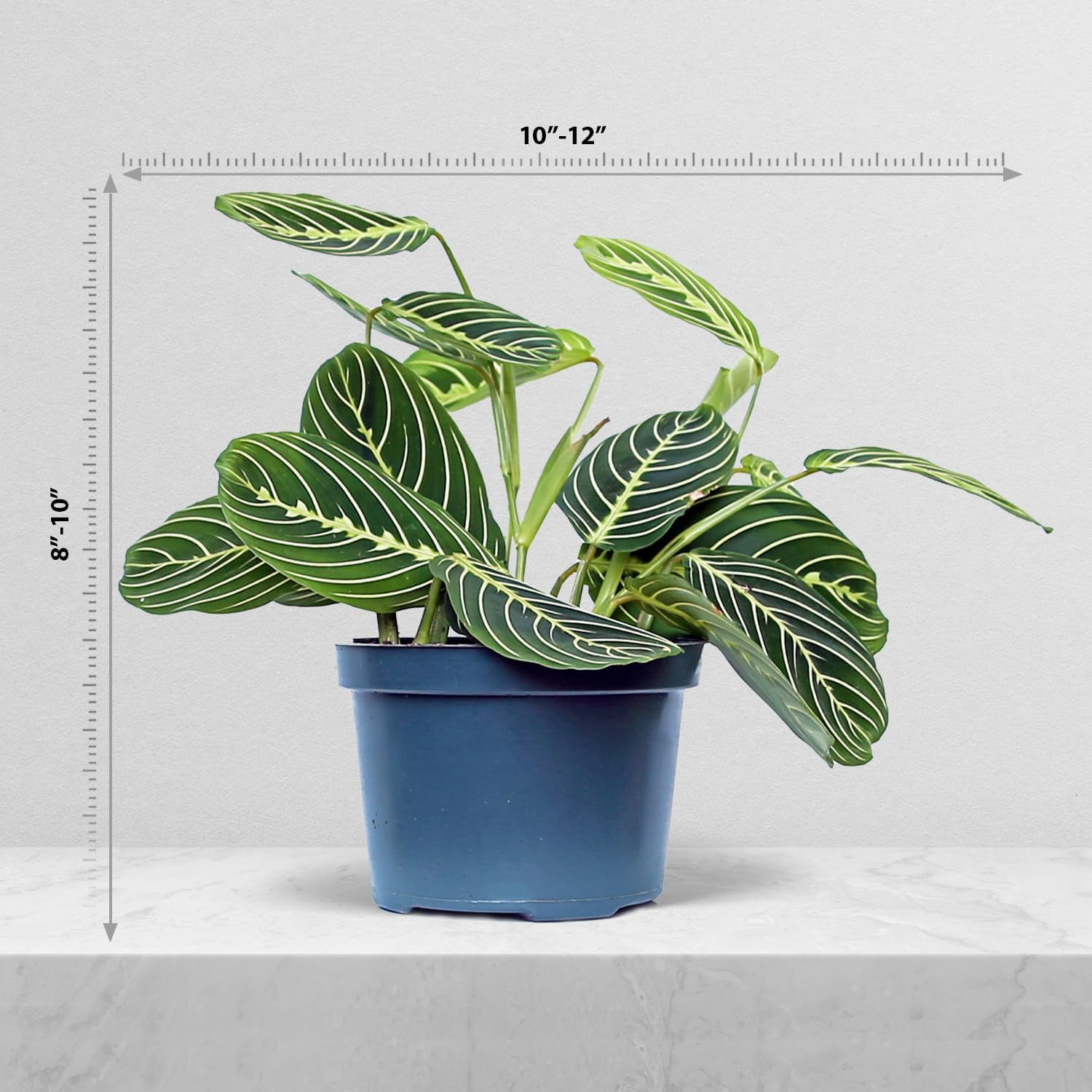 Live Lemon Green Maranta, Lemon Prayer Plant, Sympathy Gift, Indoor Potted Plant, Gardener Gift, Trailing House Plant, Large Plant in 6" Pot