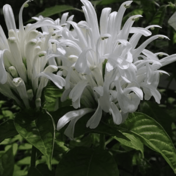 Live Shrimp Plant for Growing, 4 to 6 Inc Tall, White Shrimp Plant Pot, Shrimp Live Plant, Shrimp Plants Live Indoor Outdoor