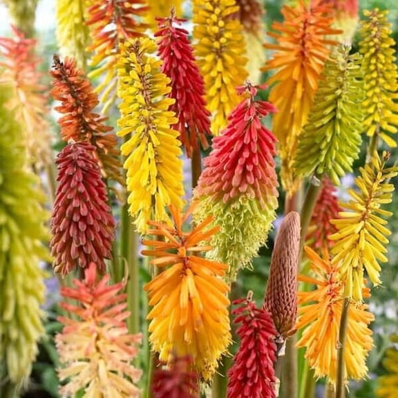 25 Torch Lily Mix Hot Poker Flower Seeds