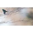 thumbnail image 2 of Imai, Kunito 24x15 White Modern Wood Framed Museum Art Print Titled - Kingfisher, 2 of 4