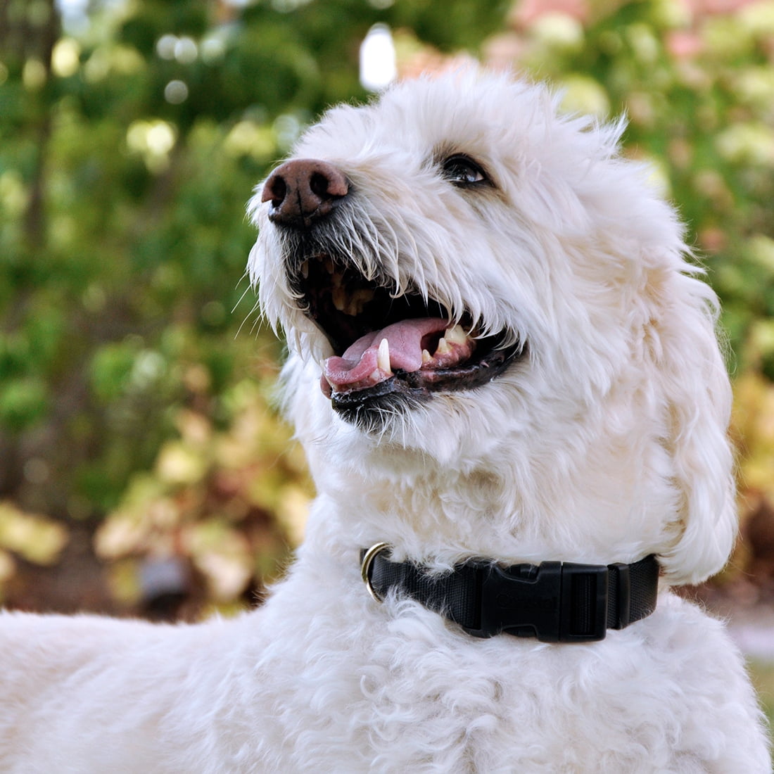 Pet Attire By Coastal Collier Réglable pour Chien avec Boucle en Plastique Noir, Moyen, 5/8" x 12"-18"