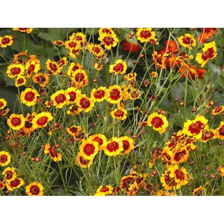 Coreopsis Plains Tall, 200  Flower Seeds, Bright Yellow with Red Centers.