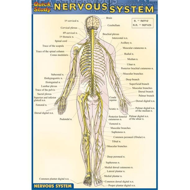 BarCharts- Inc. 9781572228214 Système Nerveux