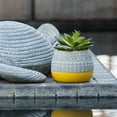 thumbnail image 5 of Flora Bunda Artificial Succulent in Two Tone Yellow Ceramic Pot, 5 of 5