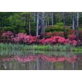 thumbnail image 2 of Rotenberg, Nancy 32x24 White Modern Wood Framed Museum Art Print Titled - GA, Impressionistic trees and flowering bushes, 2 of 4