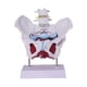 thumbnail image 5 of Modelo de pelvis femenina, modelo de esqueleto femenino, pantalla anatómica de PVC, artículo educativo. Estilo D, 5 of 9
