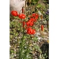 thumbnail image 2 of 10 Seeds CORAL LILY Siberian Turk's Cap Lilium Pumilum Coral Red Fragrant Flower Seeds, 2 of 10