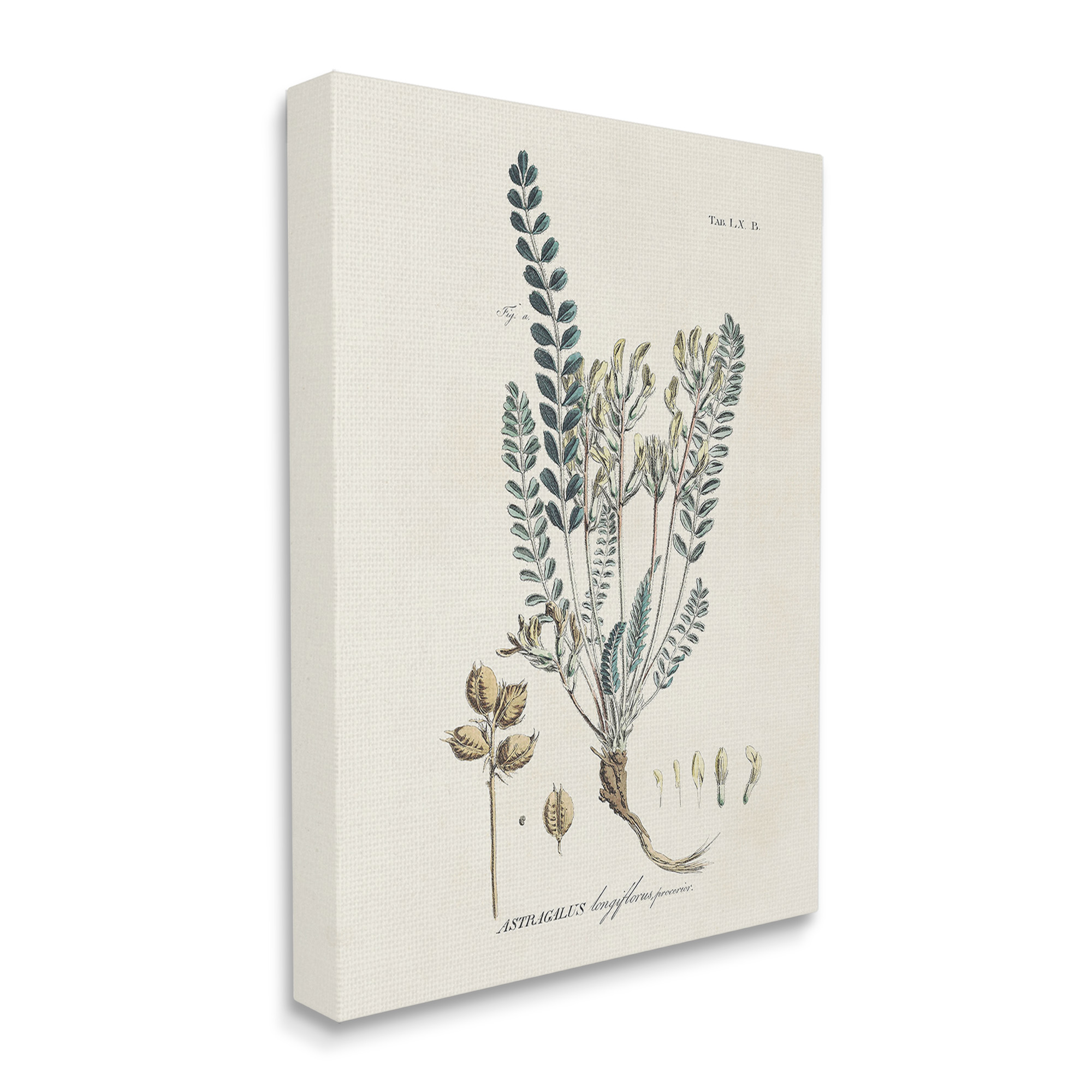 Stupell Industries Nature Leaves & Seeds Botanical & Floral Painting Gallery Wrapped Canvas Art Print Wall Art, 36 x 48