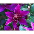 thumbnail image 7 of Clematis Fleuri - 2 Live Starter Plants in 2 Inch Growers Pots - Starter Plants Ready for The Garden - Rare Clematis for Collectors, 7 of 7