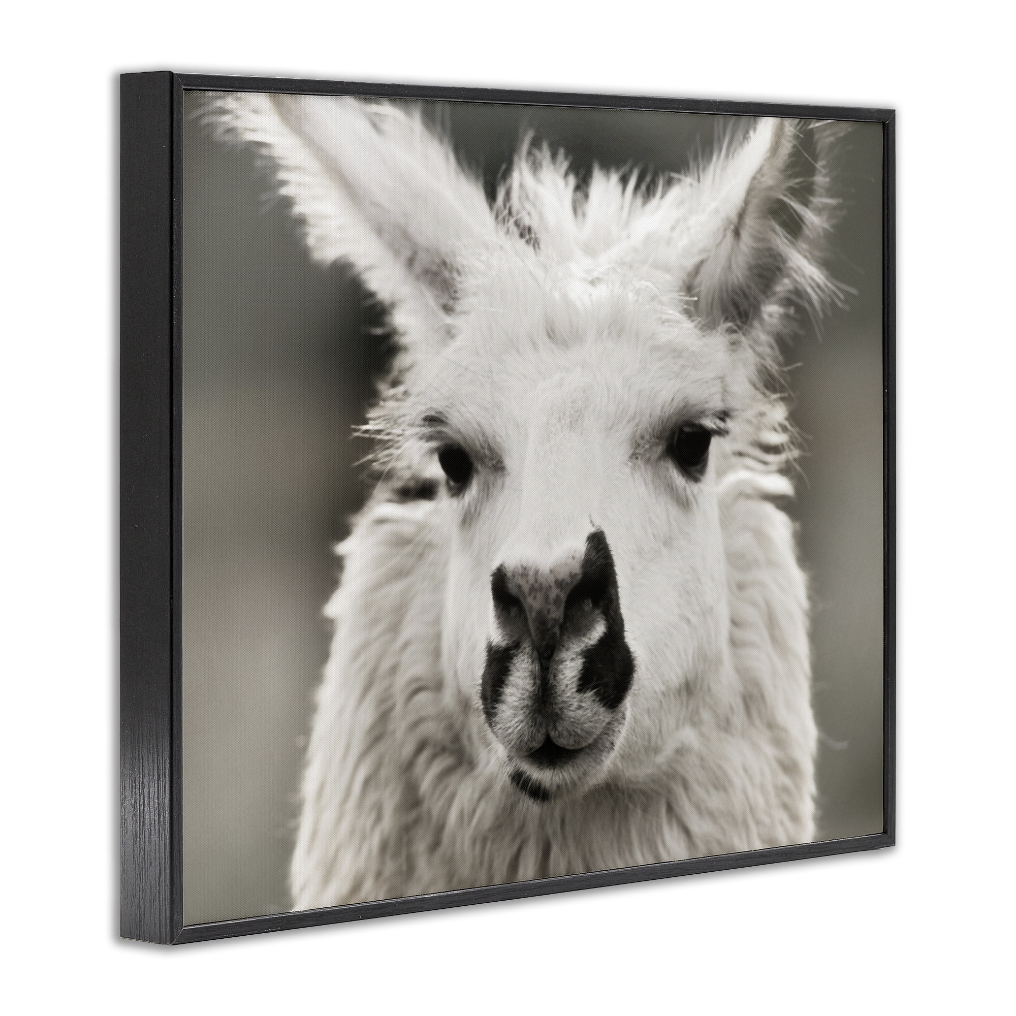 Stupell Industries Llama Gazing Portrait Animals & Insects Photography Black Framed Art Print Wall Art, 20 x 16