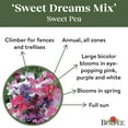 thumbnail image 4 of Burpee Sweet Dreams Mixed Colors Sweet Pea Flower Seed, 1-Pack, 4 of 5