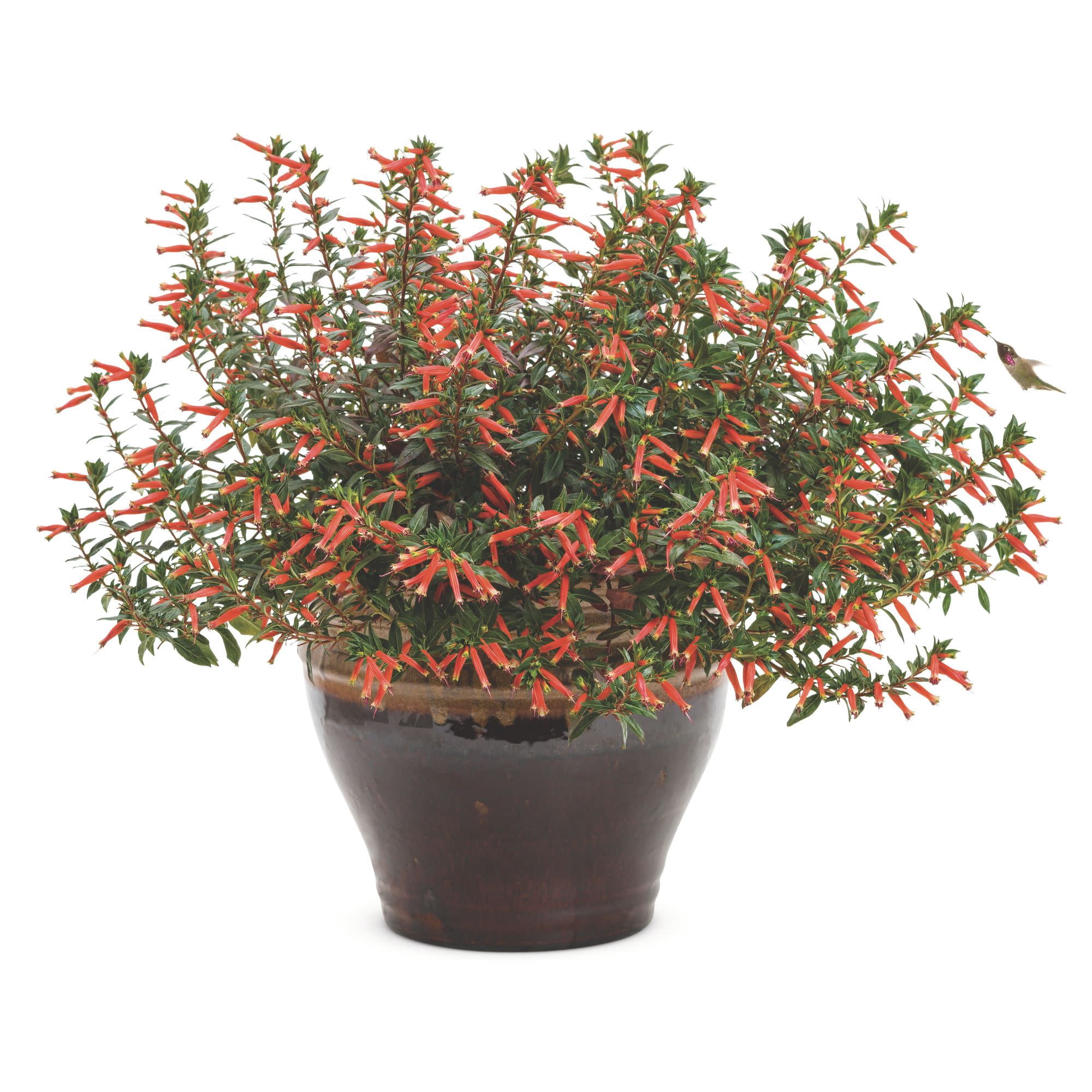 Proven Winners 4" Orange Vermillionaire Large Firecracker Plant Live Plant in 4.25" Pot (4 Count)