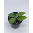 thumbnail image 4 of Homalomena Selby, 4 inch, Variegated Queen of Hearts, Shield Plant, 4 of 9