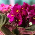 thumbnail image 3 of Red African Violets Live Plants, 4 Inch Pot African Violet Plant, Vibrant Flowers, Perennial Flowering Houseplant, 3 of 6