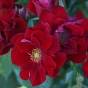 Heirloom Roses - Keep In Touch Floribunda Rose Bush