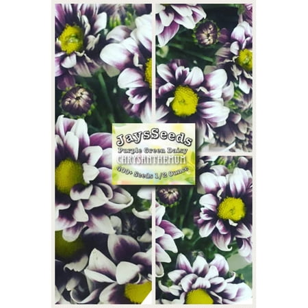 - Purple Green Daisy Mum - Chrysanthemum Seeds 1/2 Ounce