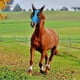 thumbnail image 5 of Mosca con orejas para caballos mejorada, protector solar para equinos, paseo silencioso, elasticidad, mosca con orejas, 5 of 5