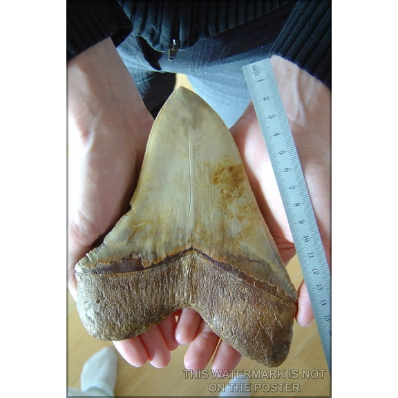 24"x36" Gallery Poster, Megalodon tooth
