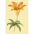 thumbnail image 2 of PI Collection 11x14 Gold Ornate Wood Framed with Double Matting Museum Art Print Titled - Wild Orange Lily, 2 of 4