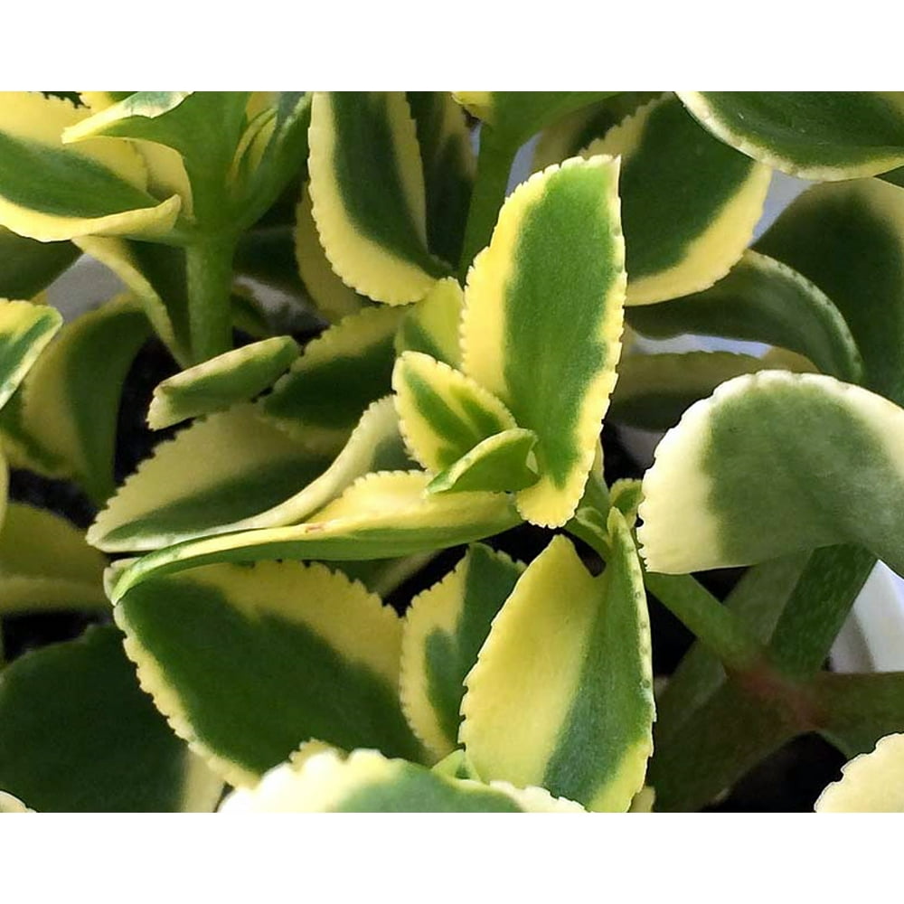 Cream &amp; Green Trailing Jade Plant Crassula sarmentosa