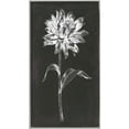 thumbnail image 2 of Goldberger, Jennifer 12x18 Black Ornate Wood Framed with Double Matting Museum Art Print Titled - Single Stem III, 2 of 4