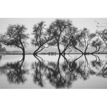 Reflection Dance, Trees of Marin, San Francisco Bay Area Print Wall Art By Vincent (Best Trees For Bay Area)