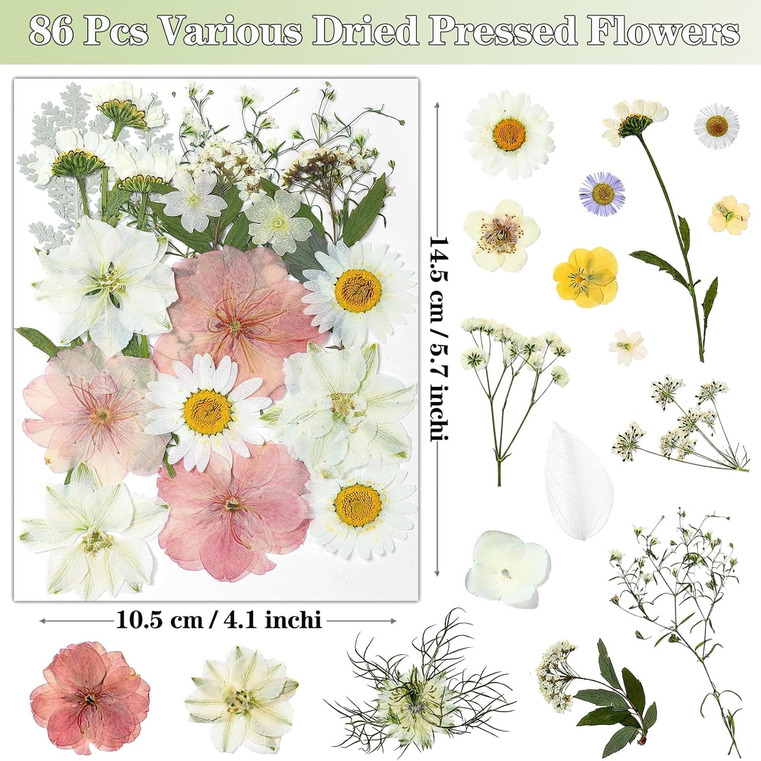 86Pcs Dried Flowers for Crafts, Real Pressed Flowers for Crafts Dried Pressed Flowers Dry Leaves in White, Pink & Yellow Tones for Resin, DIY Art, Scrapbook, Jewelry, Candle & Soap Making with Tweeze