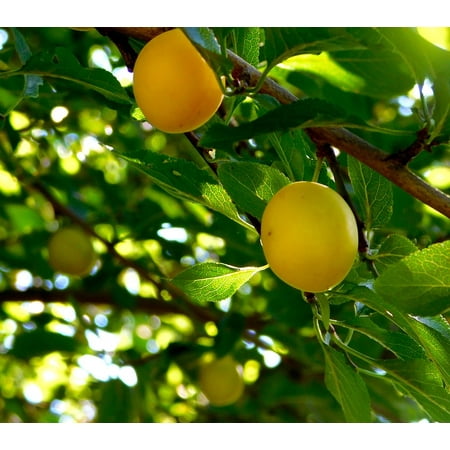 Canvas Print Fruits Yellow Plums Fruit Mature The Tree Grow Stretched Canvas 10 x