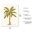 thumbnail image 2 of Banana Tree (Musa sapientum) - Plate From The Natural History of Barbados - Vintage Botanical Illustration by Georg Dionysius Ehret c.1700s - Fine Art Matte Paper Print (Unframed) 11x14in, 2 of 4
