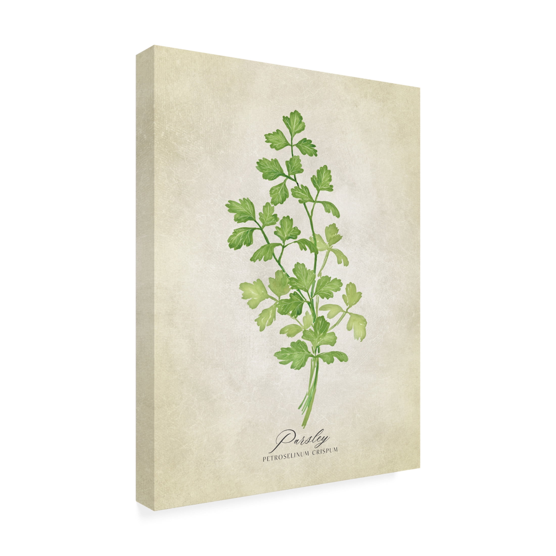 Trademark Fine Art Rosana Laiz Blursbyai Parsley vintage Canvas Wall Art