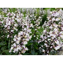 25 HUSKER RED PENSTEMON Digitalis Foxglove Beardtongue White Flower Seeds