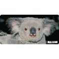 thumbnail image 1 of Koala Bear Photo License Plate, 1 of 1