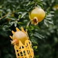 thumbnail image 3 of 2 Pcs Cueilleur de Fruits pour Loquat et Orange Outils de Cueillette, 3 of 9