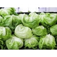 thumbnail image 3 of HJADGG Laitue Iceberg 100 Graines Variété Patrimoniale, 3 of 3