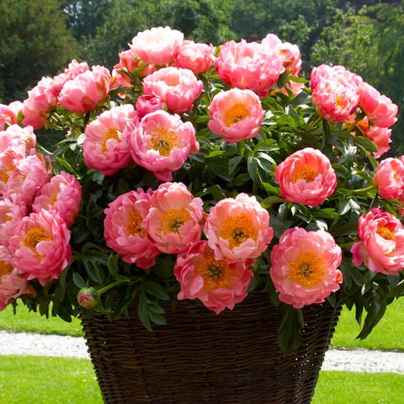 10 Seeds Pink Coral Peony - Heirloom Peony Seeds for Garden Blooms