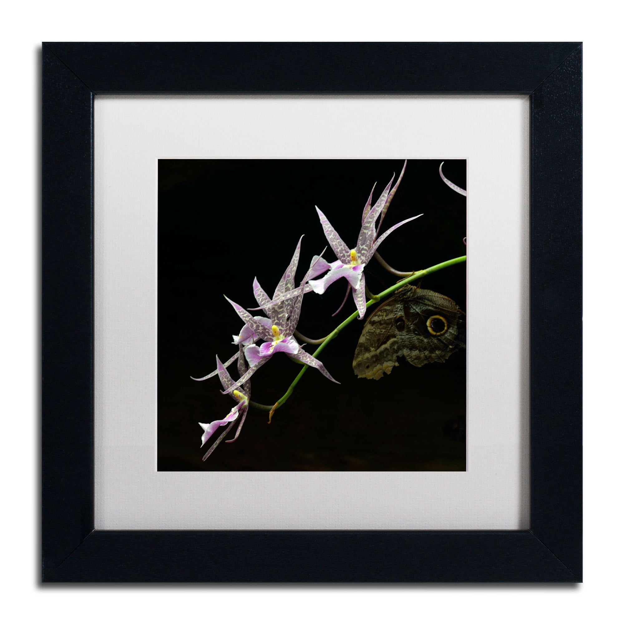 Trademark Fine Art "Spider Orchid and Owl Eye" Canvas Art by Kurt Shaffer, White Matte, Black Frame