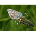 thumbnail image 4 of 1000 CHINESE PLANTAIN Plantago Asiatica Herb Flower Seeds, 4 of 6