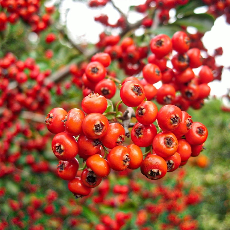 Brighter Blooms Mohave Pyracantha Firethorn Shrub, Hardy Evergreen, 3 gal.  - Not Shipped To AZ,OR - Walmart.com