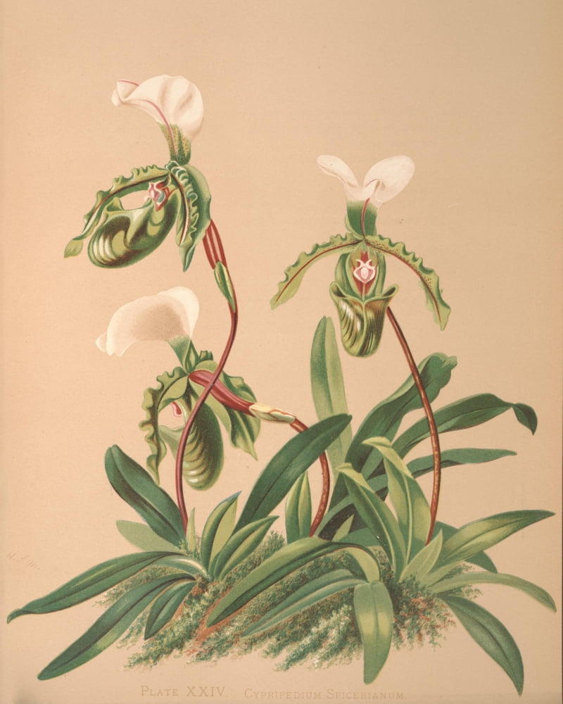 Cypripedium Spiceri