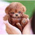 thumbnail image 2 of 2025 New Robot Dog for Adults, AI Robotic Dog, Nicoo - My Realistic Robot Puppy That Acts Like a Real Puppy - Walking, Barking, Tail Wagging, 2 of 5