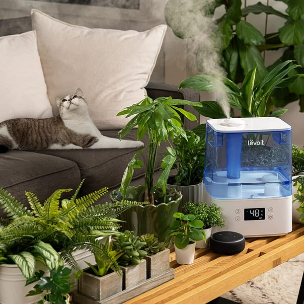 LEVOIT Humidificateur pour chambre à coucher pour plantes, plateau d'huile  essentielle 6L, contrôle intelligent, fonctionne avec Alexa, mode  automatique, veilleuse 