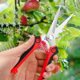 thumbnail image 1 of Tijeras para árboles frutales, tijeras de poda, tijeras de poda de ramas, tijeras de poda potentes, tijeras de jardinería, tijeras para recolectar fruta en jardines de flores., 1 of 7