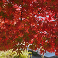 thumbnail image 5 of Maple Tree Live Plants, 8-10'' Tall, Hardy and Well Rooted Maple Tree, Deep Red Leaves for Outdoor Gardening, Dormant in Winter, 5 of 5
