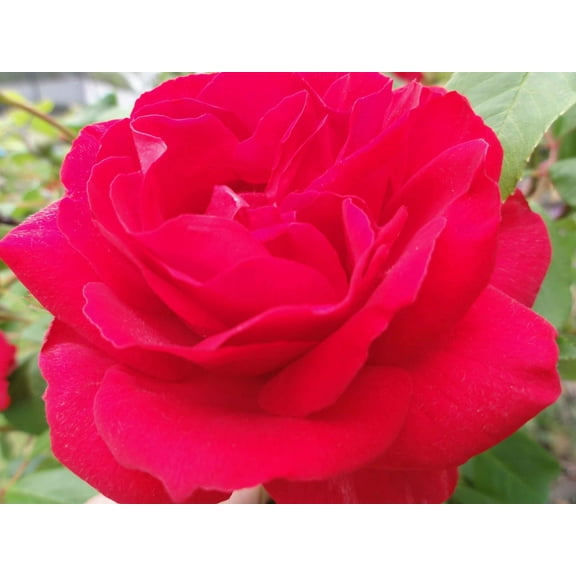 Sumerlin Red Crimson Rose Wall Decal