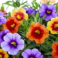 thumbnail image 3 of Better Homes & Gardens 3QT Hawaiian Gold Calibrachoa Live Annual Plant Sun 2-Pack, 3 of 5