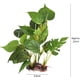 thumbnail image 2 of Plantas artificiales para acuarios - Decoraciones falsas - Decoraciones para acuarios hojas verdes - 20 cm - Acuario casero - Un diseño naturalista y realista Rojo Verde, 2 of 5