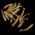 thumbnail image 4 of Cebos de Plástico Suave DYNWAVEMX Señuelos Artificiales de Minnow de Oro Dorado, 4 of 8