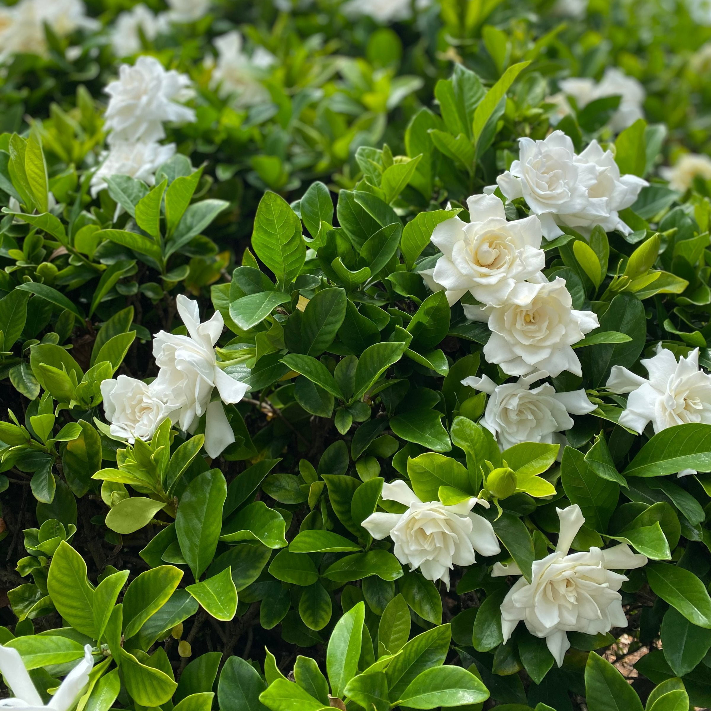 National Plant Network 3 gal. Gardenia Stairway To Heaven Live Shrub