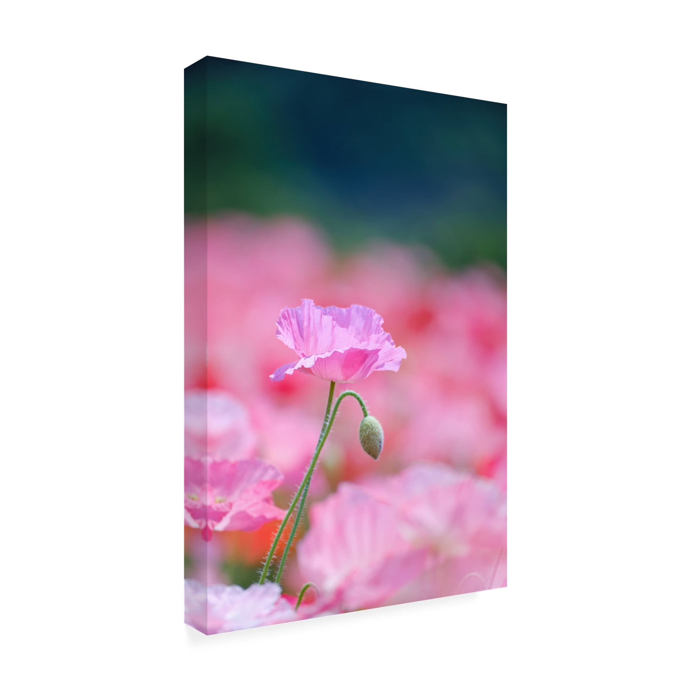Trademark Fine Art Chisho Nakada Pink Floral Canvas Wall Art