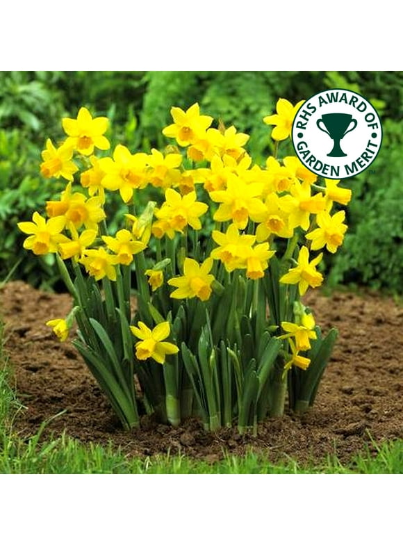 Daffodil Bulbs in Plant Bulbs